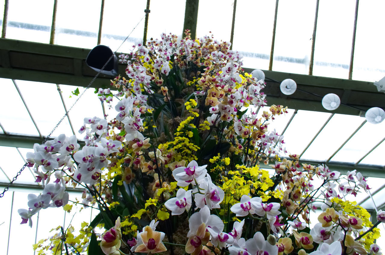 LOW ANGLE VIEW OF FLOWERING PLANTS IN POT