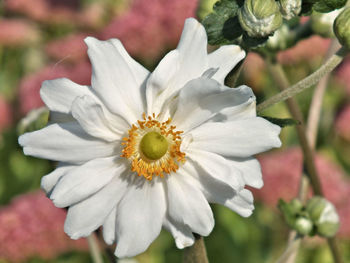 Close-up of flower blooming outdoors