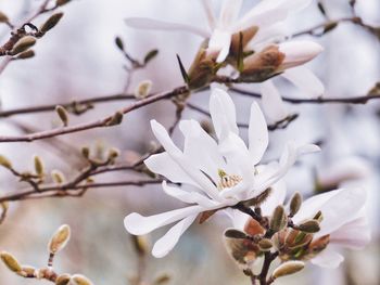 Close-up of white flowers