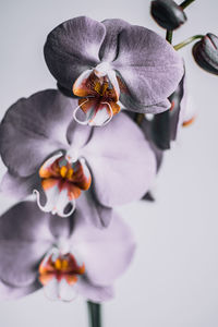 Close-up of orchid blooming against white background