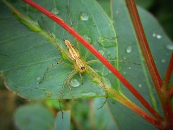 Close-up of insect on leaf