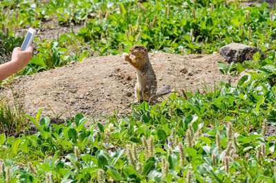 Person photographing squirrel on field