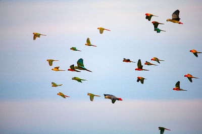 Low angle view of birds flying in sky