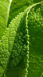 Close-up of fresh green leaves