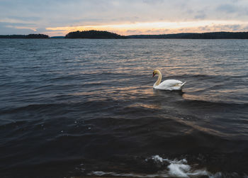 A swan on a sea against a sunset sky