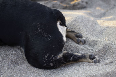 High angle view of dog sleeping on street