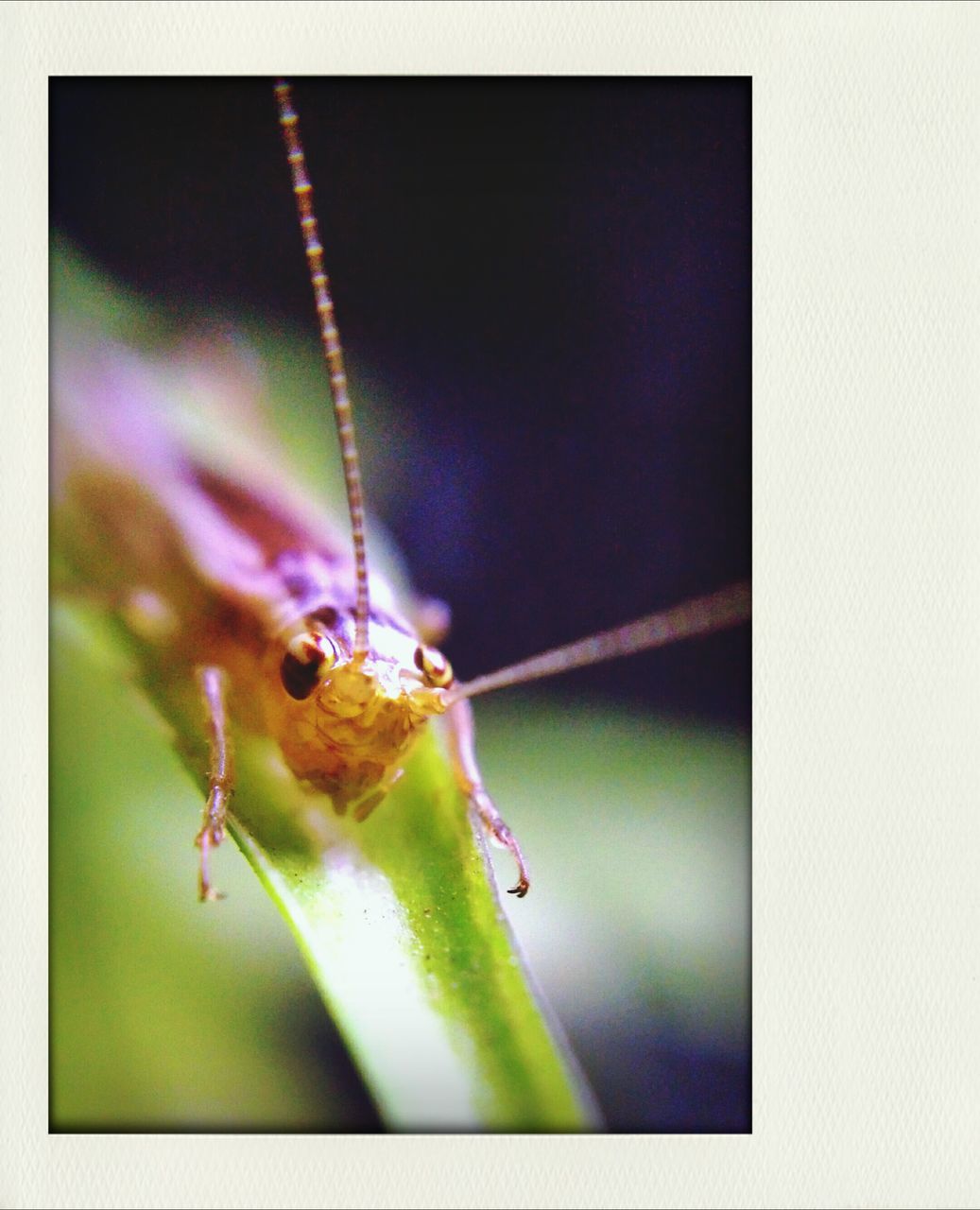 animal themes, animals in the wild, one animal, insect, wildlife, close-up, selective focus, focus on foreground, nature, zoology, perching, full length, green color, spider, plant, beauty in nature, arthropod, two animals, leaf, day