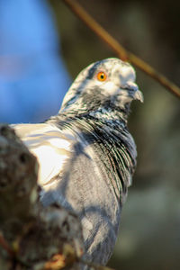 Close-up portrait of a bird