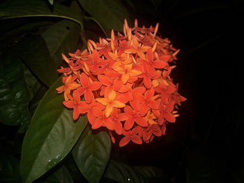 Close-up of pink flowers