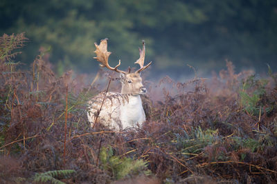 Deer in a field