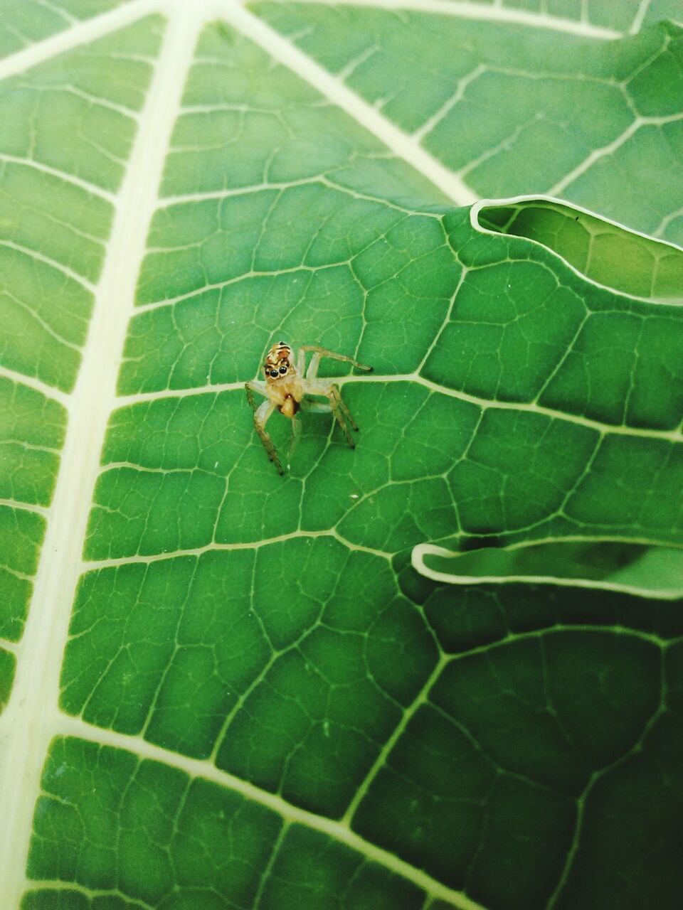 leaf, animals in the wild, animal themes, one animal, insect, green color, spider, day, nature, animal wildlife, outdoors, no people, close-up