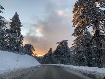 Road amidst snow covered plants against sky during winter