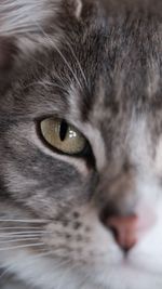 Close-up of cat