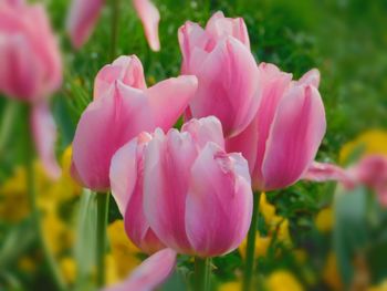 Close-up of pink flowers