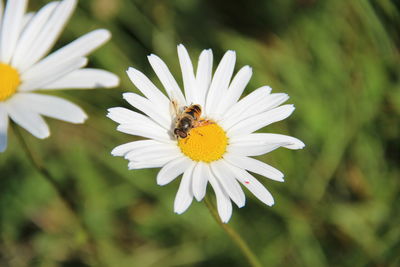 Close-up of bee pollinating flower