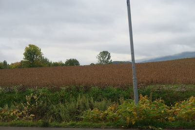 Plants growing on field against sky