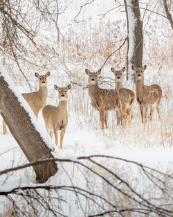 Five deer in the snowy woods of minnesota.