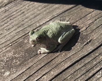 High angle view of lizard on wood