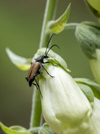 Close-up of insect on flower