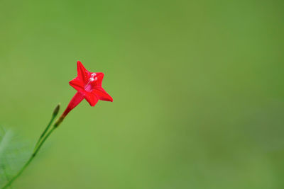 Close-up of red flower