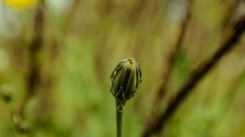 Close-up of plant