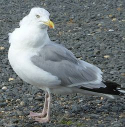 Bird on white background