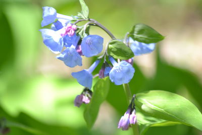 Close-up of purple flowering plant