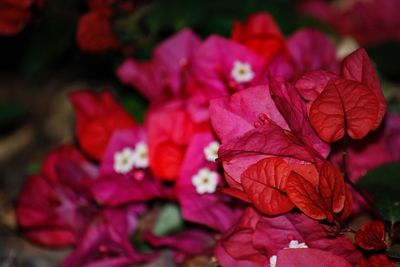 Close-up of pink rose on leaves