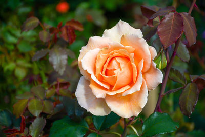 Close-up of orange rose