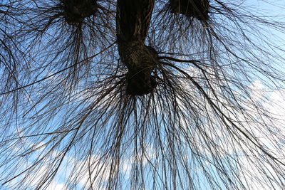 Low angle view of bare tree against sky