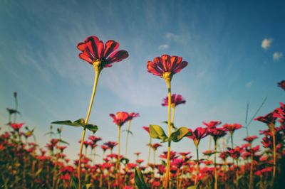 Close-up of red flowering plant against sky