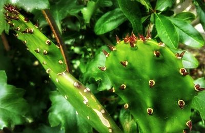 Close-up of plant