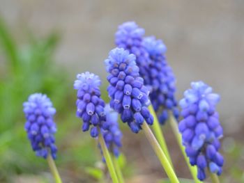 Close-up of purple flowers