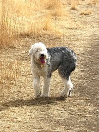 Portrait of dog standing on sand