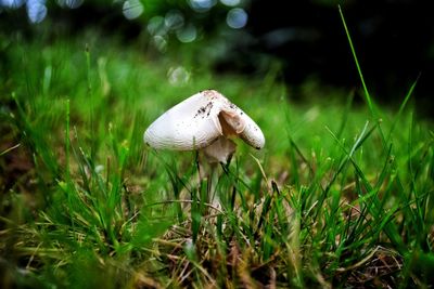 Close-up of mushroom on grass