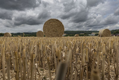 Hay bales on field