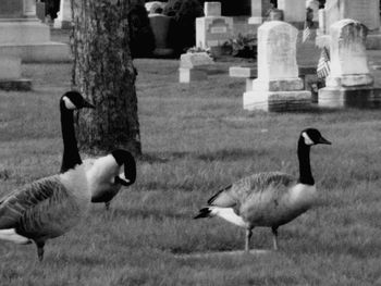 View of birds on field