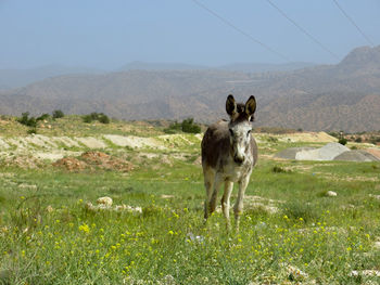 View of a donkey on field