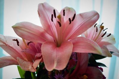 Close-up of pink flower blooming outdoors