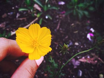 Close-up of cropped hand holding yellow flower