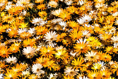 Full frame shot of yellow flowers blooming outdoors