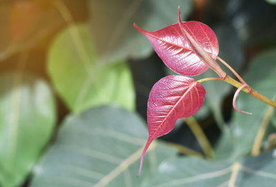 Close-up of pink leaves