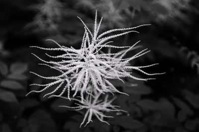 Close-up of plant during winter