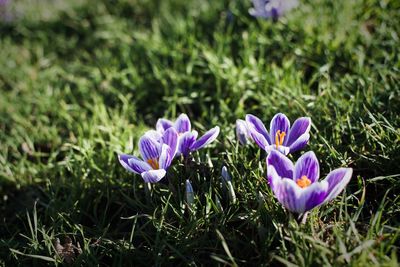 Close-up of purple crocus flowers on field