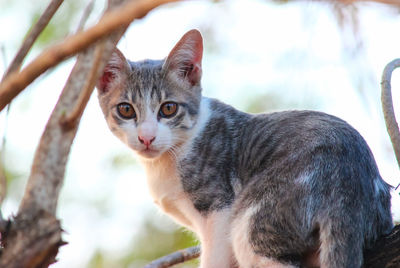 Close-up portrait of tabby cat against trees