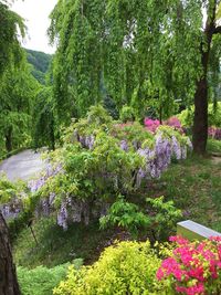 Flowering plants and trees in park