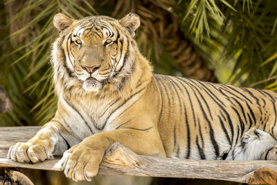 Portrait of tiger resting on wood