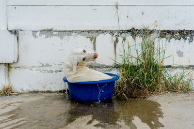 View of dog drinking water