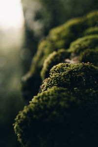 Close-up of lichen on moss