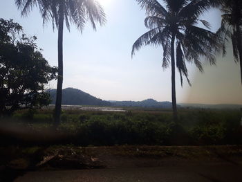 Scenic view of palm trees on landscape against sky